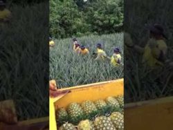 Wie werden eigentlich Ananas geerntet wie werden eigentlich ananas gee
