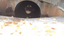 wir haben ein krokodil als neuen