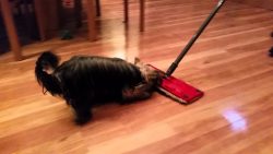 wischmop auf vier pfoten