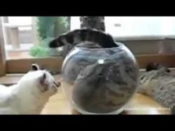 wo ist denn die katze hin