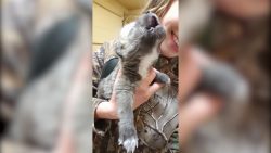 wolfsbaby ist am heulen und jaul