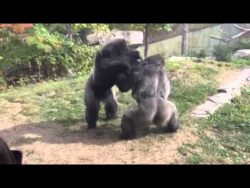 wuetender gorilla im zoo