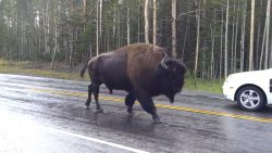 yellowstone bueffel auf der stra