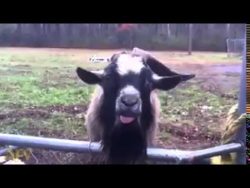 Ziege bla bla ziege bla bla