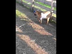 Ziege läuft gegen einen Baum ziege laeuft gegen einen baum