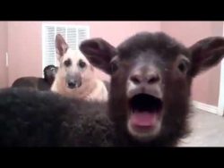 Ziege sagt Yeah ziege sagt yeah