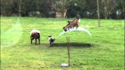 ziegen auf blech beim spielen