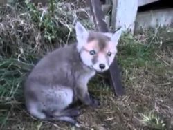 zu tief in die dose geschaut