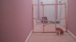 zwei kleine katzen brechen aus