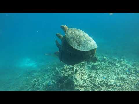 Wenn Schildkröten einmal faul sind ala Schildkröten Taxi schildkroeten