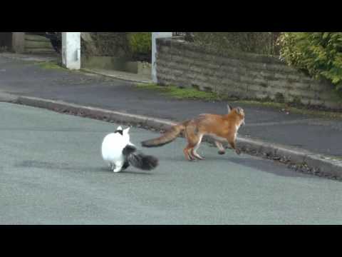 Fox and Cat playing together fuchs katze spielen