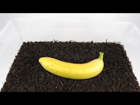 Regenwürmer VS Banane im Zeitraffer regenwurm banane