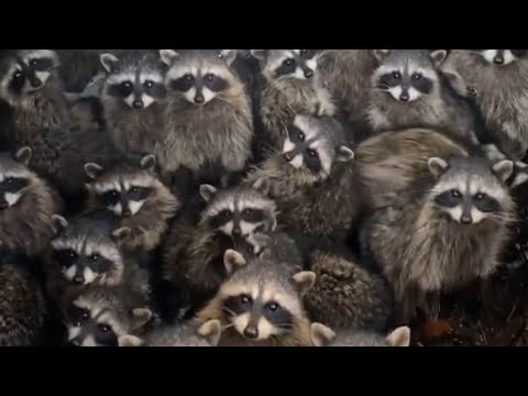 waschbaeren muelltonne