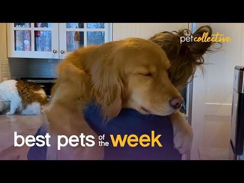 Best Pets of the Week best pets