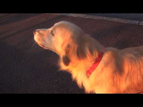 Hund imitiert Sirene nach hunde sirene