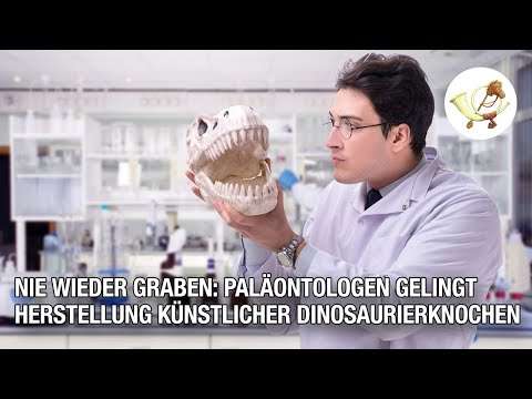 dino knochen