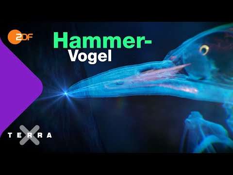 hammer vogel
