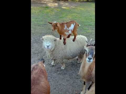 babyziege schafruecken