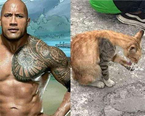 Funny Pics und lustige Bilder + Picdump #053 Picdump 053 8