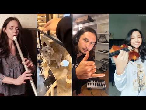 katzen musik