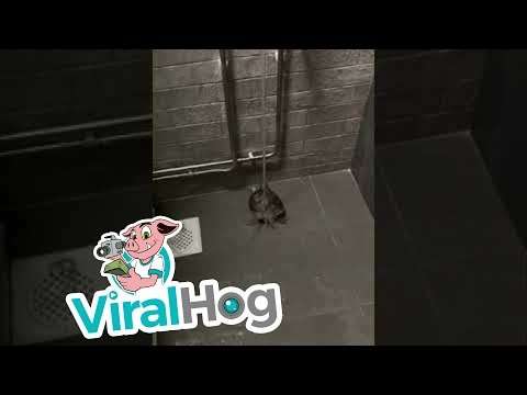 tanzende schildkroete