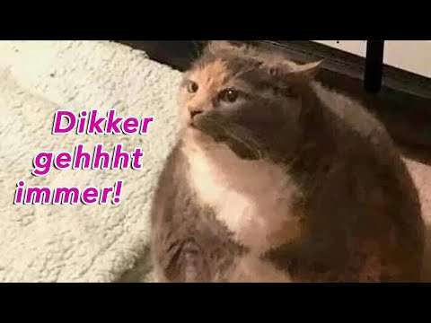 tiere denken