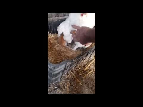 Das Huhn und die drei Katzenbabys huhn katzenbabys