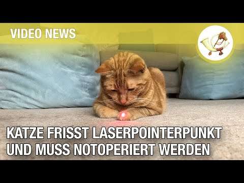 katze laiserpointer