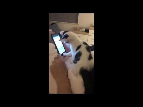 Katze scrollt das Handy selber katze scrollt