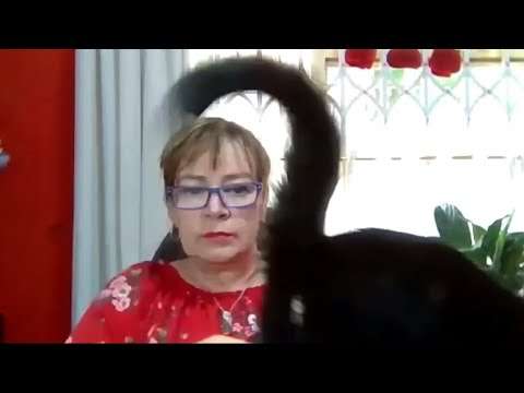 Wenn sich Katzen überall einmischen und zeigen katzen nerven