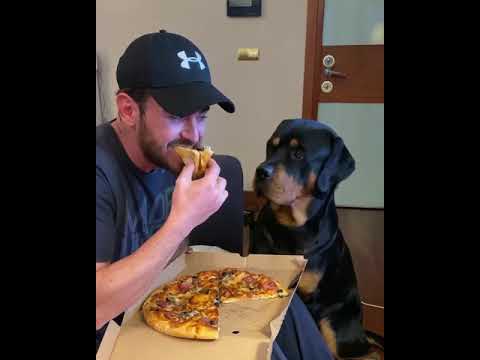 Rottweiler will was von der Pizza abhaben rottweiler pizza