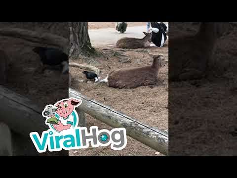 Vogel klaut Hirsch Fell für Nistmaterial vogel hirschfell