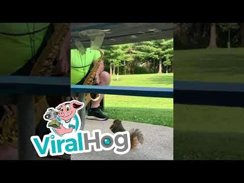 Eichhörnchen liebt Saxophon Musik eichhoernchen musik