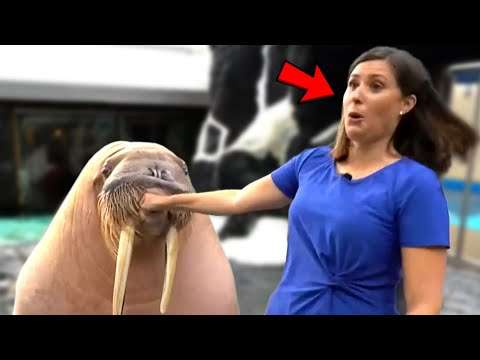 BEST NEWS BLOOPERS JULY 2021 nachrichtensprecher fail