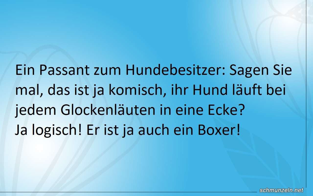 boxer hund