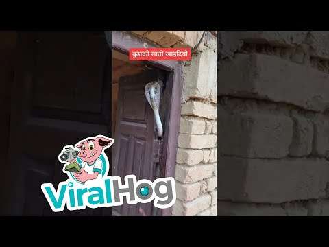 Kobra bewacht die Haustür kobra haustuer