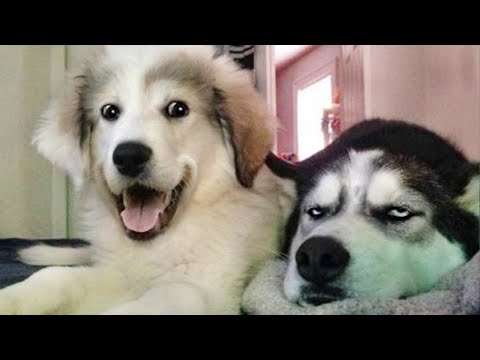 Funniest Dog videos compilation will make you LOL | FUNNY DOG Videos funny dogs