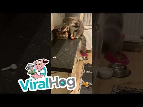 Katze schmeißt Eier runter katze eier