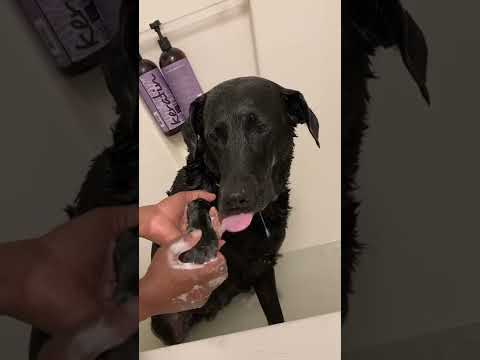 My Dog taking a Bath hund bad