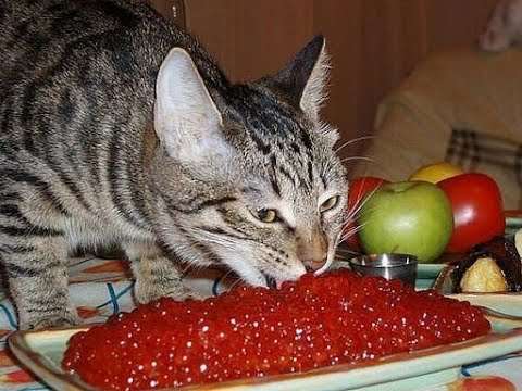 katzen glueck lustig