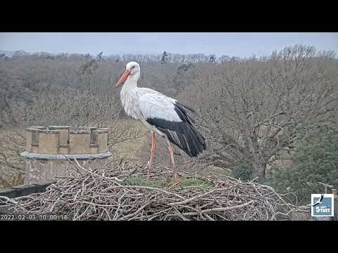 storch webcam