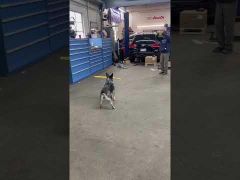 Mit dem Hund Baseball spielen hund baseball