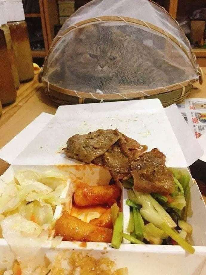 Funny Pics und lustige Bilder + Picdump #078 Picdump 078 11