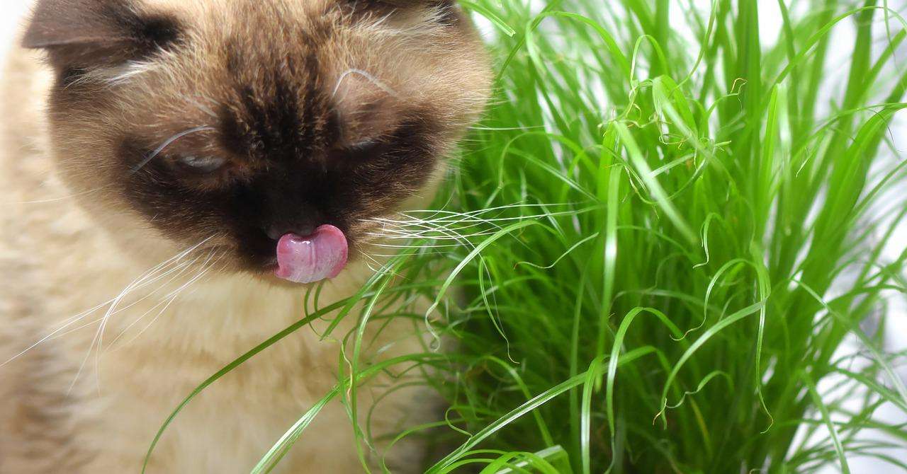 Katze auf Katzengras katze gras