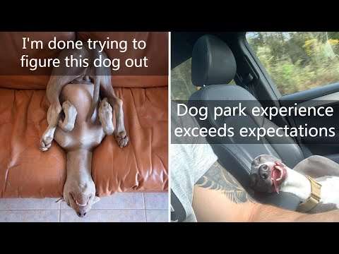 hunde schlafposition