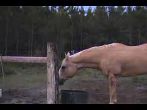 Man running from cow (Cow chasing Man) Original mann kuh