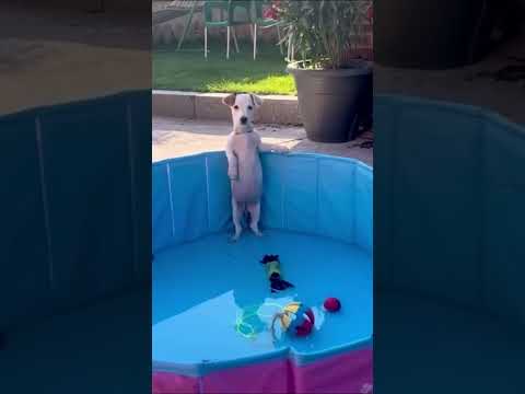 Hunde sind einfach nur klasse gute hunde