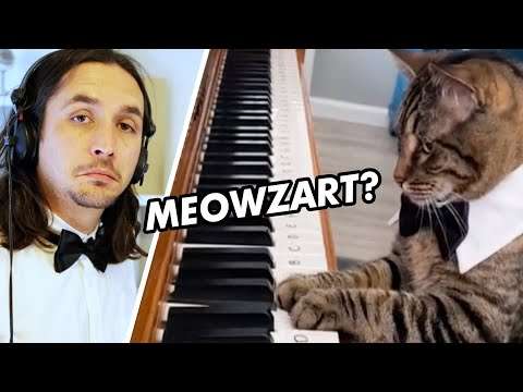 klavier katze
