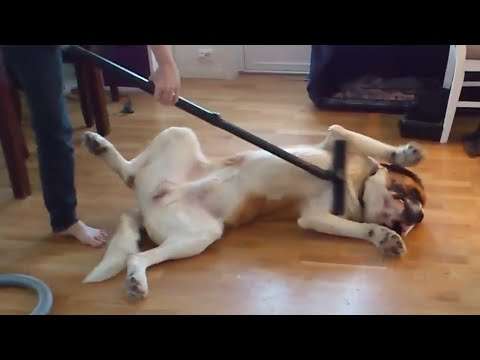 dog fails