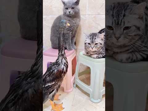 ente katzen